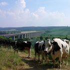 Wo bitte, bleibt der Stier...?