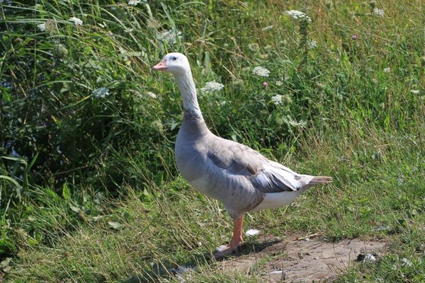Wo bitte geht es zum Wasser?