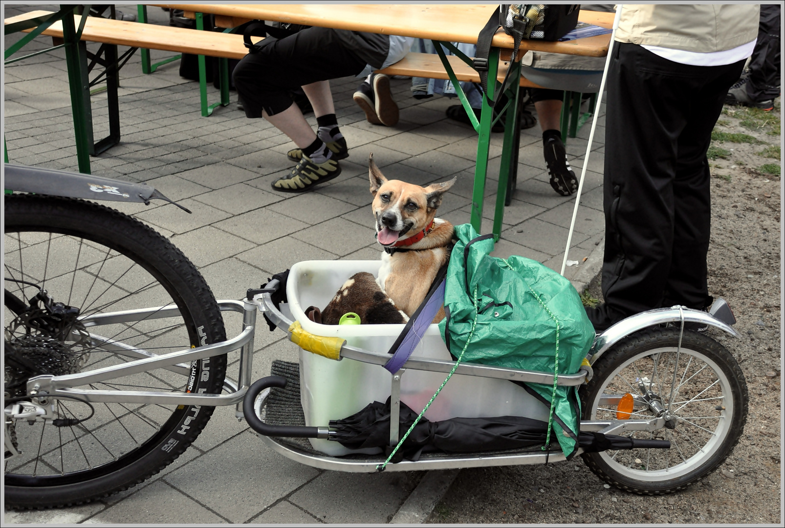 „ Wo - bitte - geht´s zum Hundestrand? "