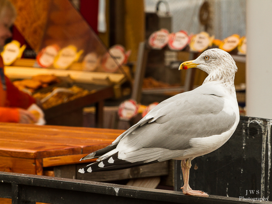 "Wo bitte geht´s zur Fischbude?"