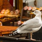 "Wo bitte geht´s zur Fischbude?"