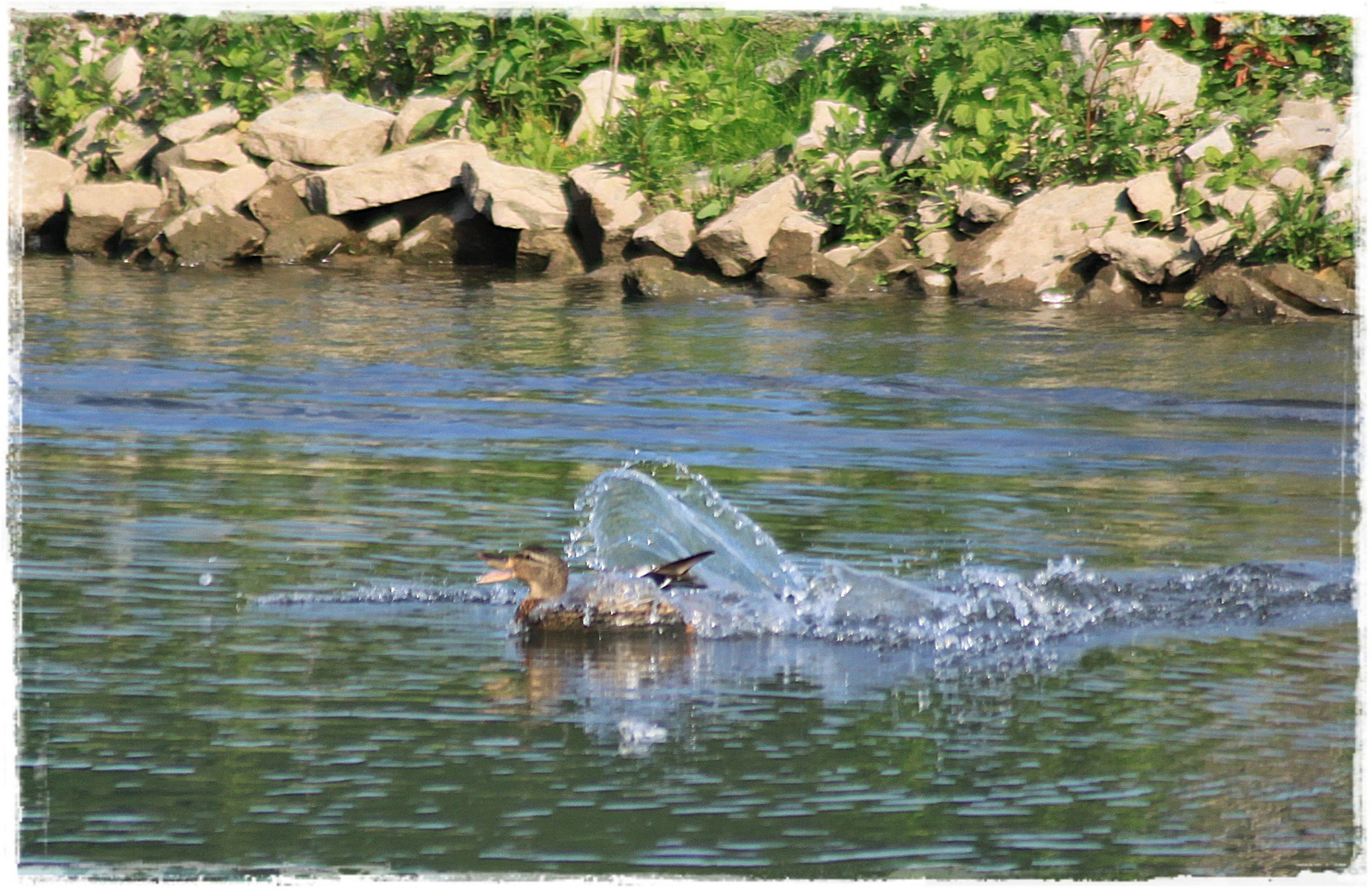 " Wo bleibst Du denn, das Wasser ist herrlich  !"