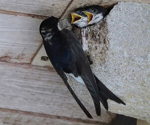 wo bleibst Du denn mit unserem Futter?