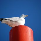 Wo bleibt das Fischerboot?