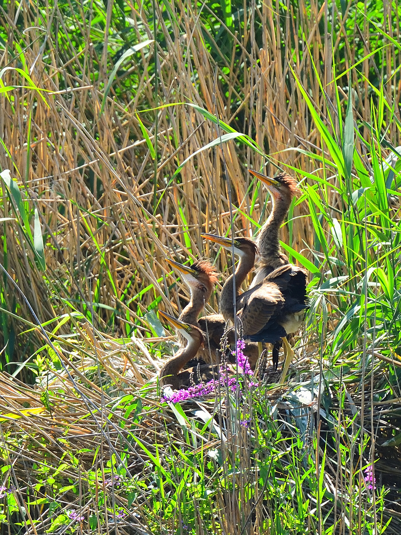 Wo bleibt das Futter? where is the food? ¿dónde está la comida?