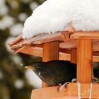 Wo bleibt denn jetzt der Frühling?