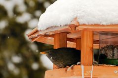 Wo bleibt denn jetzt der Frühling?