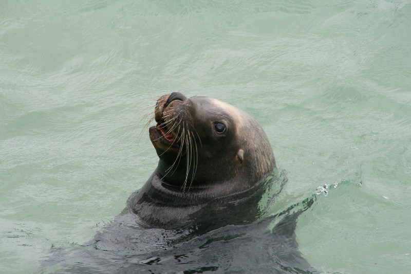 Wo bleibt denn nu der Fisch?