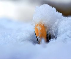 Wo bleibt denn nun der Frühling?