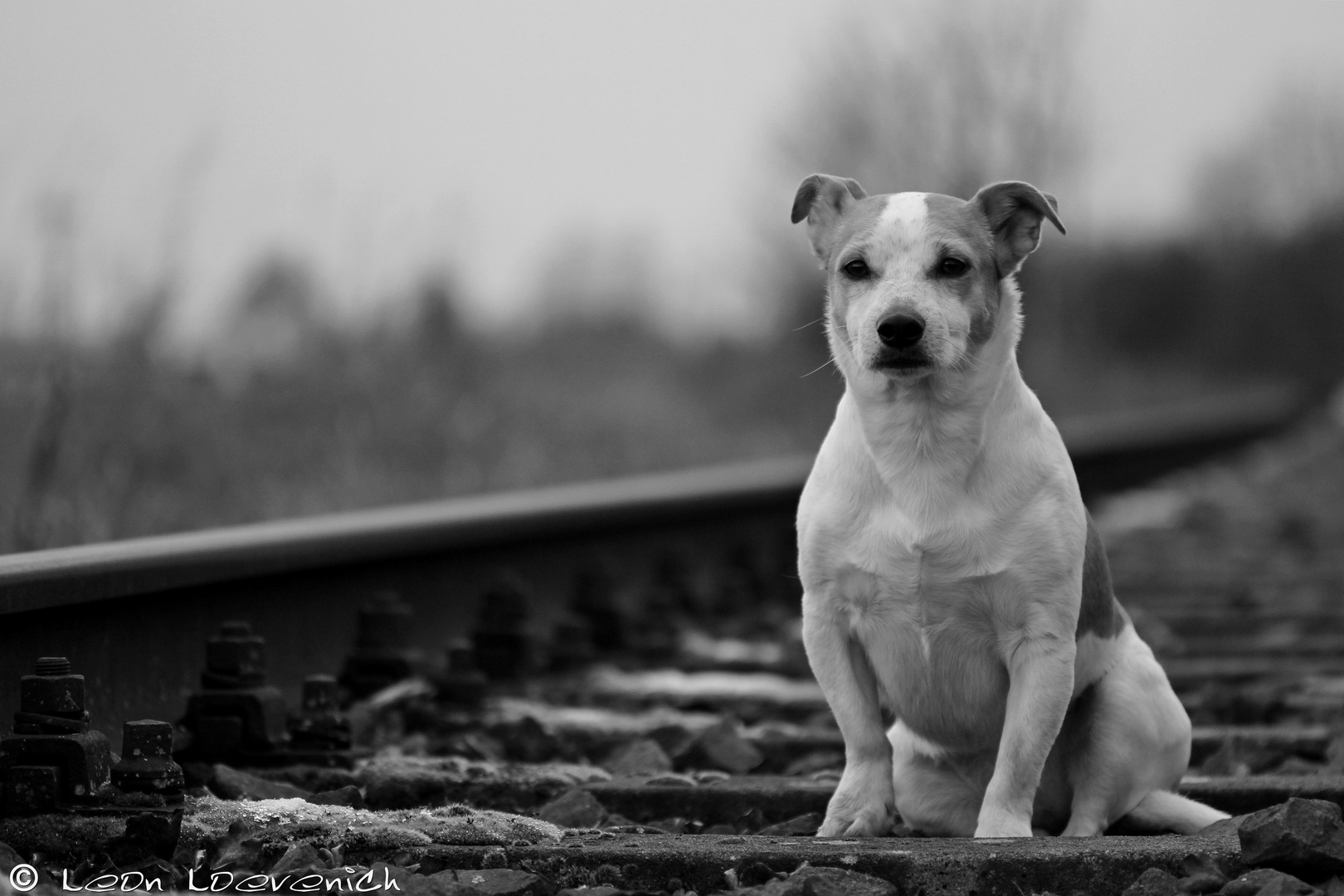 Wo bleibt denn nur mein Herrchen ???