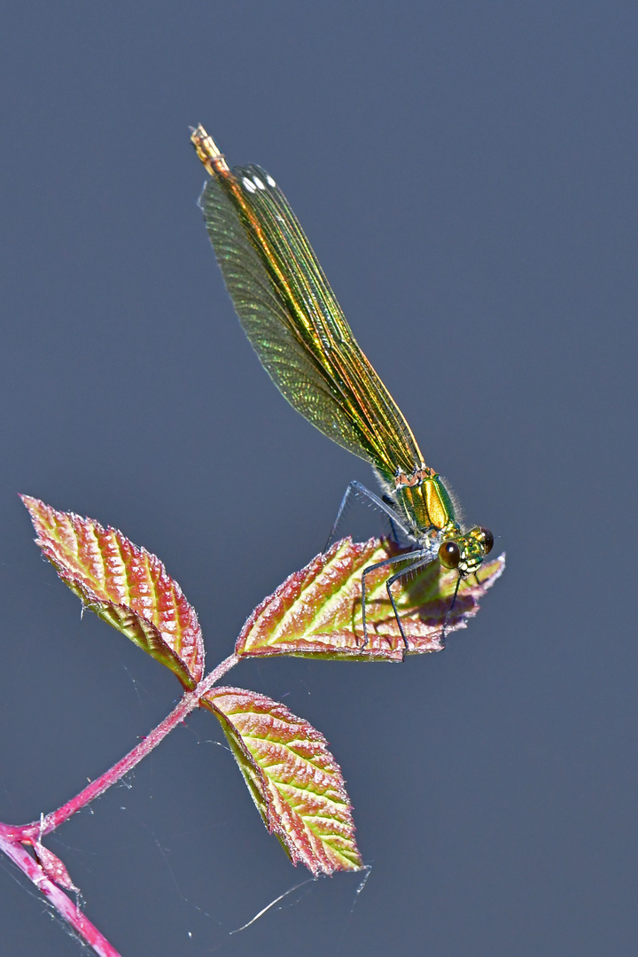 Wo bleibt der Bräutigam? (Calopteryx splendens)