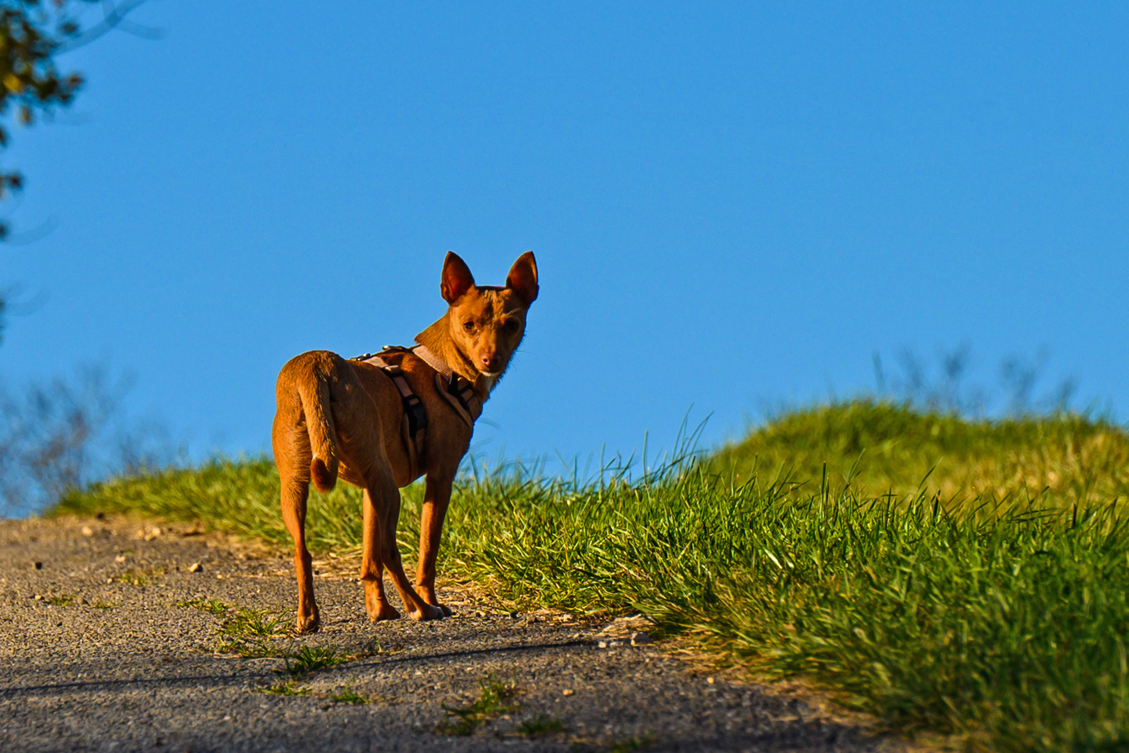 Wo bleibt der denn? Où estil donc? Foto & Bild spezial, hunde