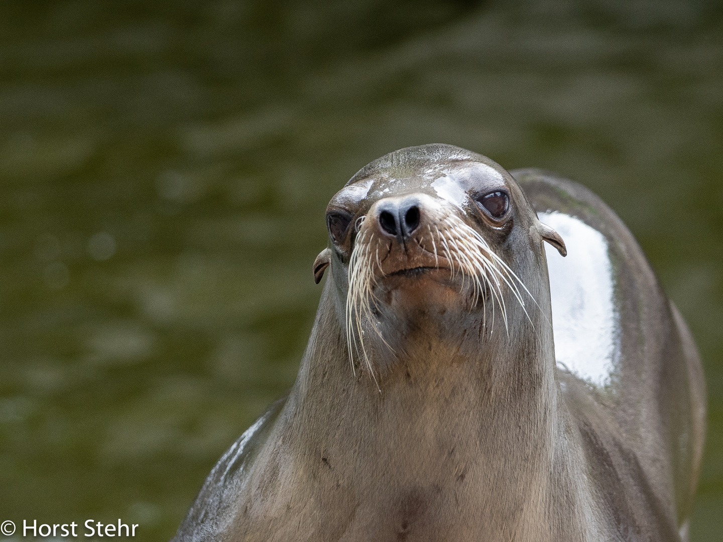 Wo bleibt der Fisch...