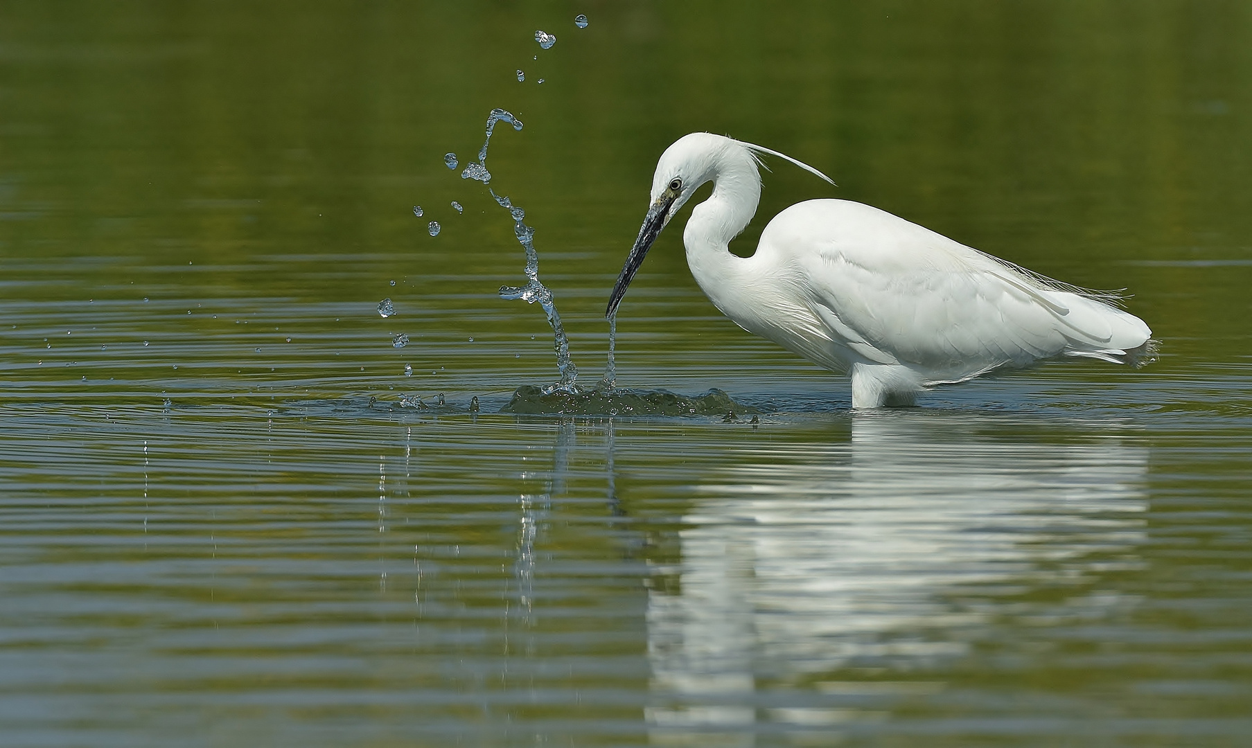 Wo bleibt der Fisch