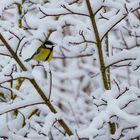 Wo bleibt der Frühling?