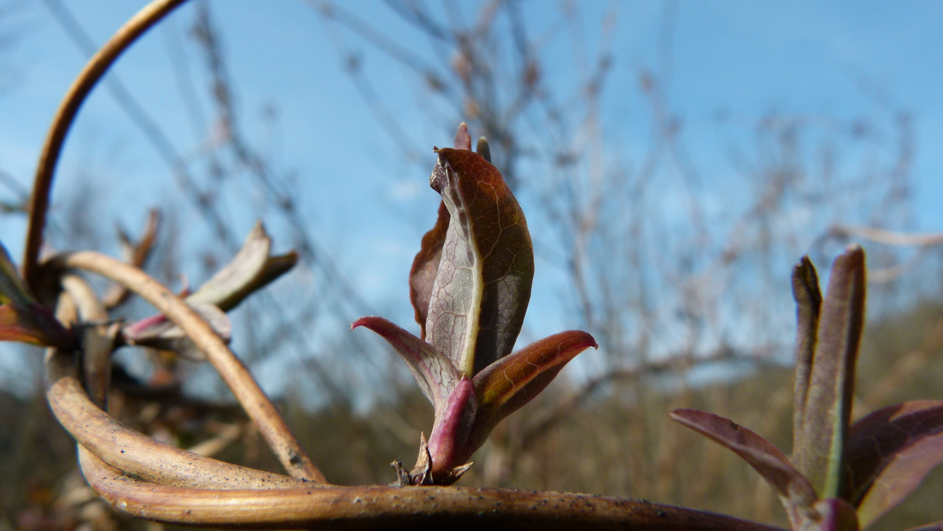 Wo bleibt der Frühling?