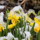 Wo bleibt der Frühling?