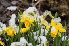 Wo bleibt der Frühling?