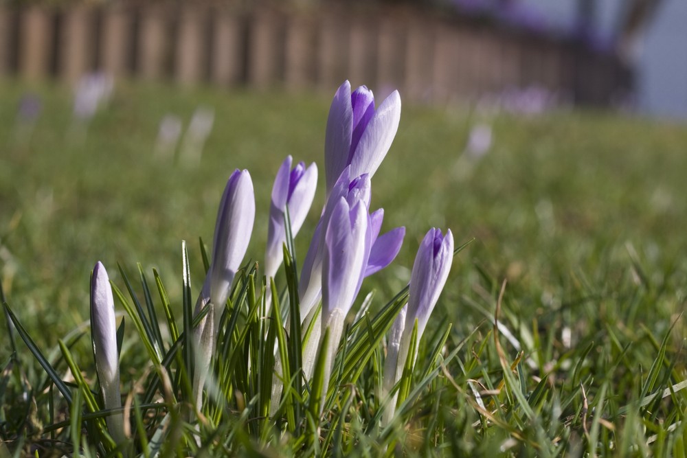 Wo bleibt der Frühling?