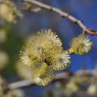 Wo bleibt der Frühling???