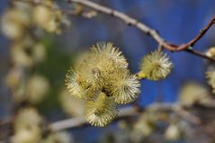 Wo bleibt der Frühling???