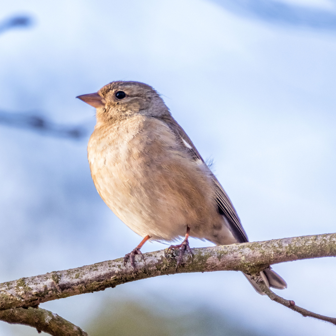 Wo bleibt der Frühling?