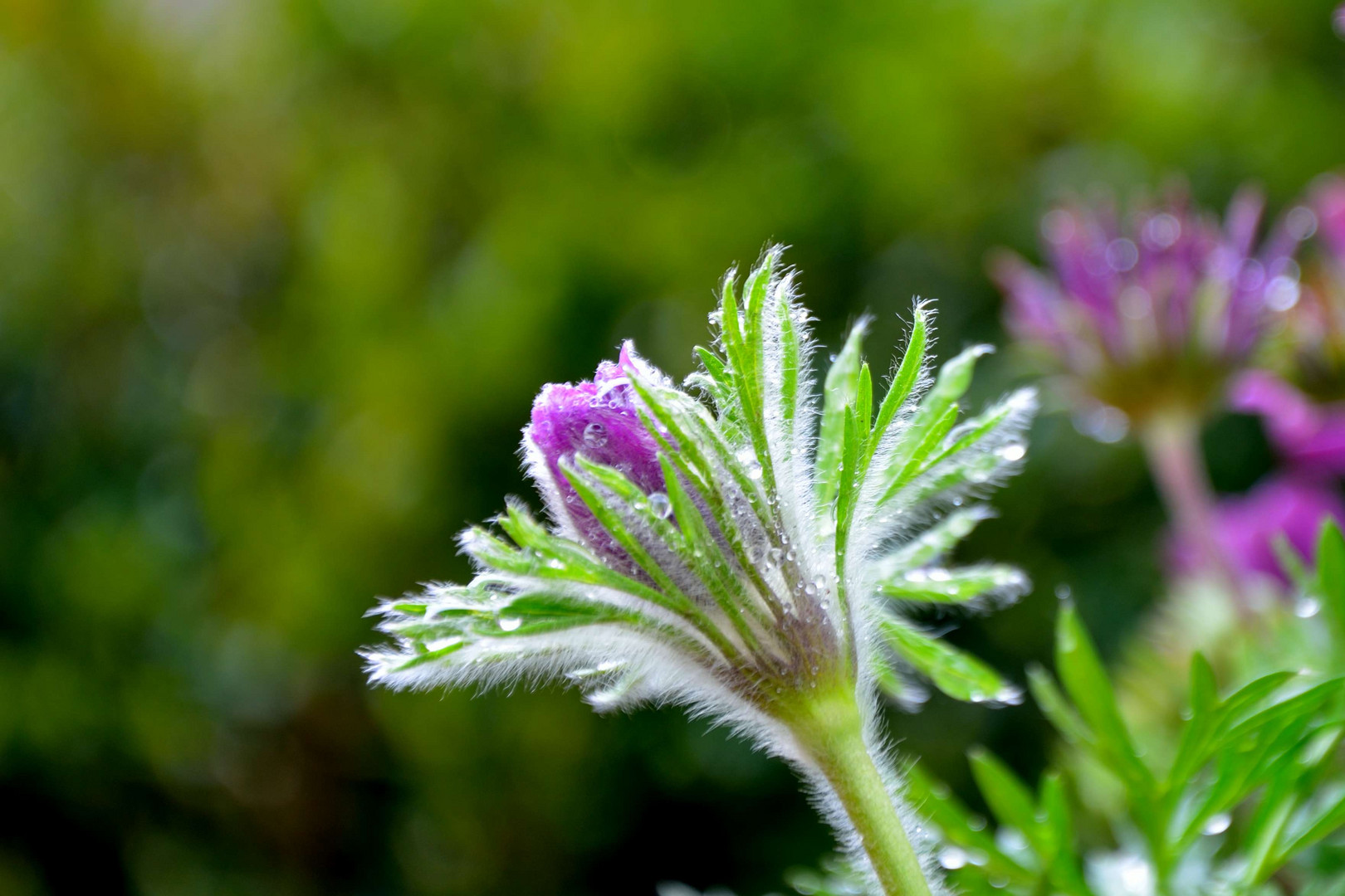 Wo bleibt der Frühling?