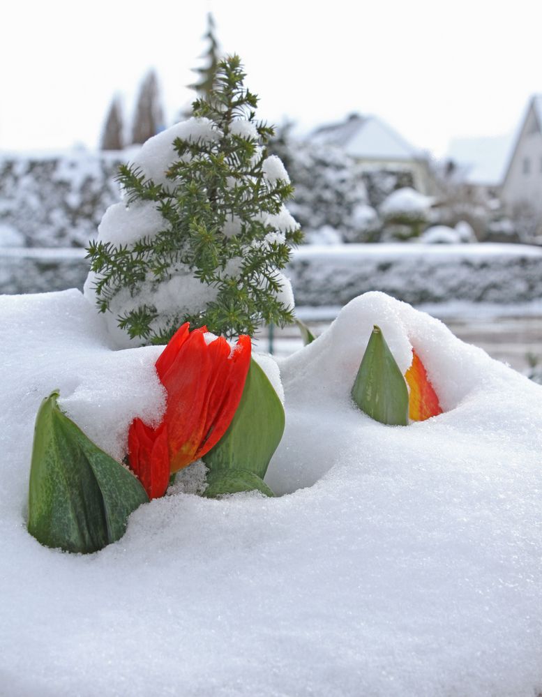 Wo bleibt der Frühling?