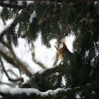 Wo bleibt der Frühling!