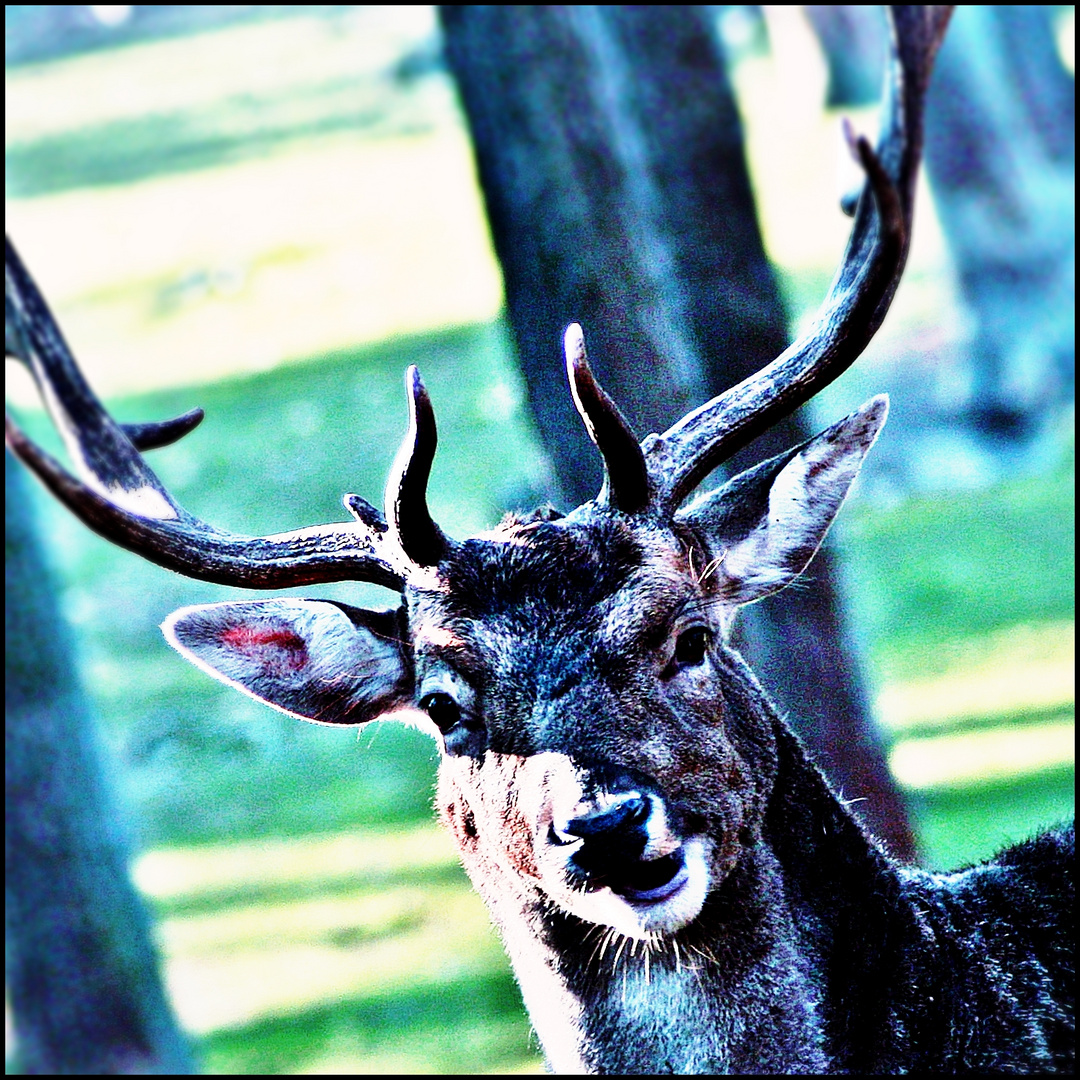 Wo bleibt der Jägermeister Foto & Bild tiere, tierdetails, kreativ