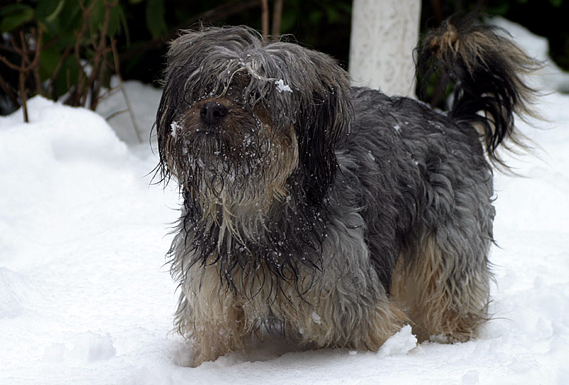 Wo bleibt der Schneeball?