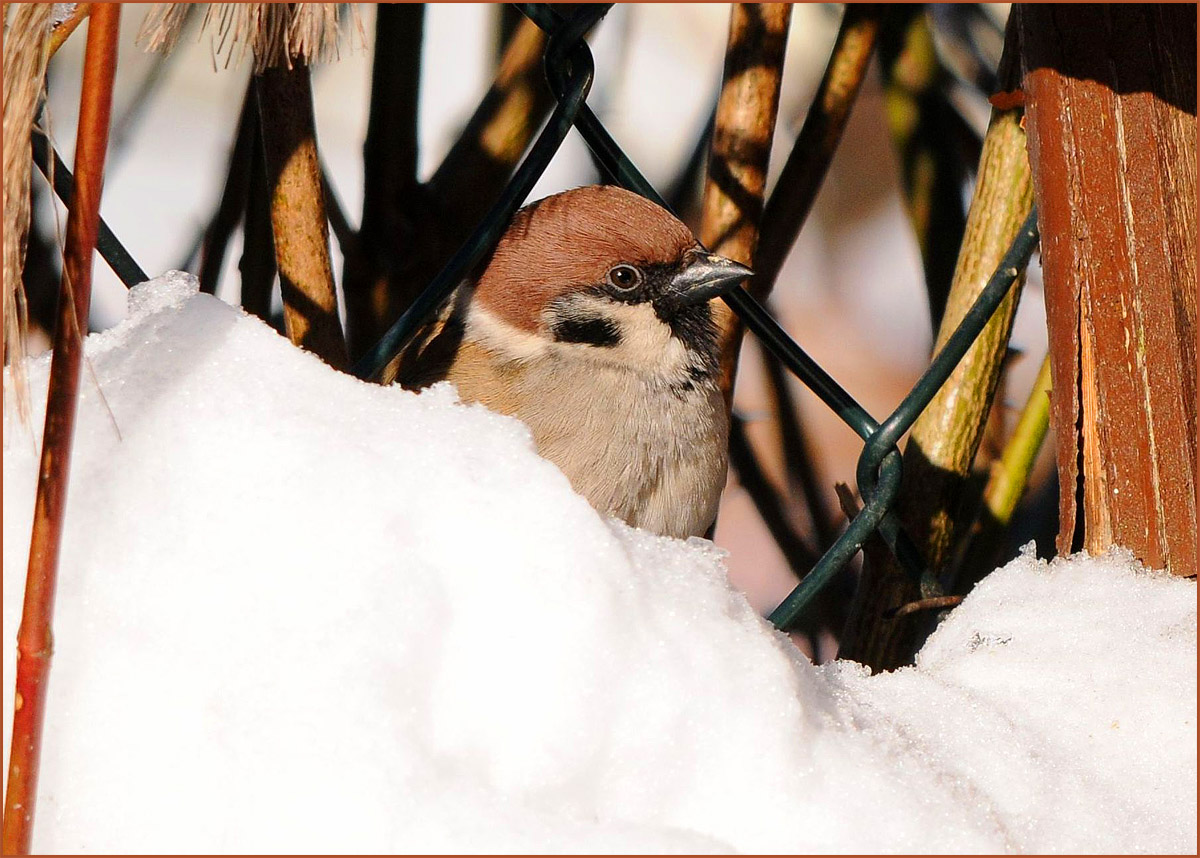 Wo bleibt der Schneepflug?