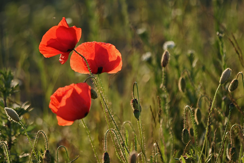 Wo bleibt der Sommer?