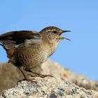 Wo bleibt die Sonne? Zaunkönig 