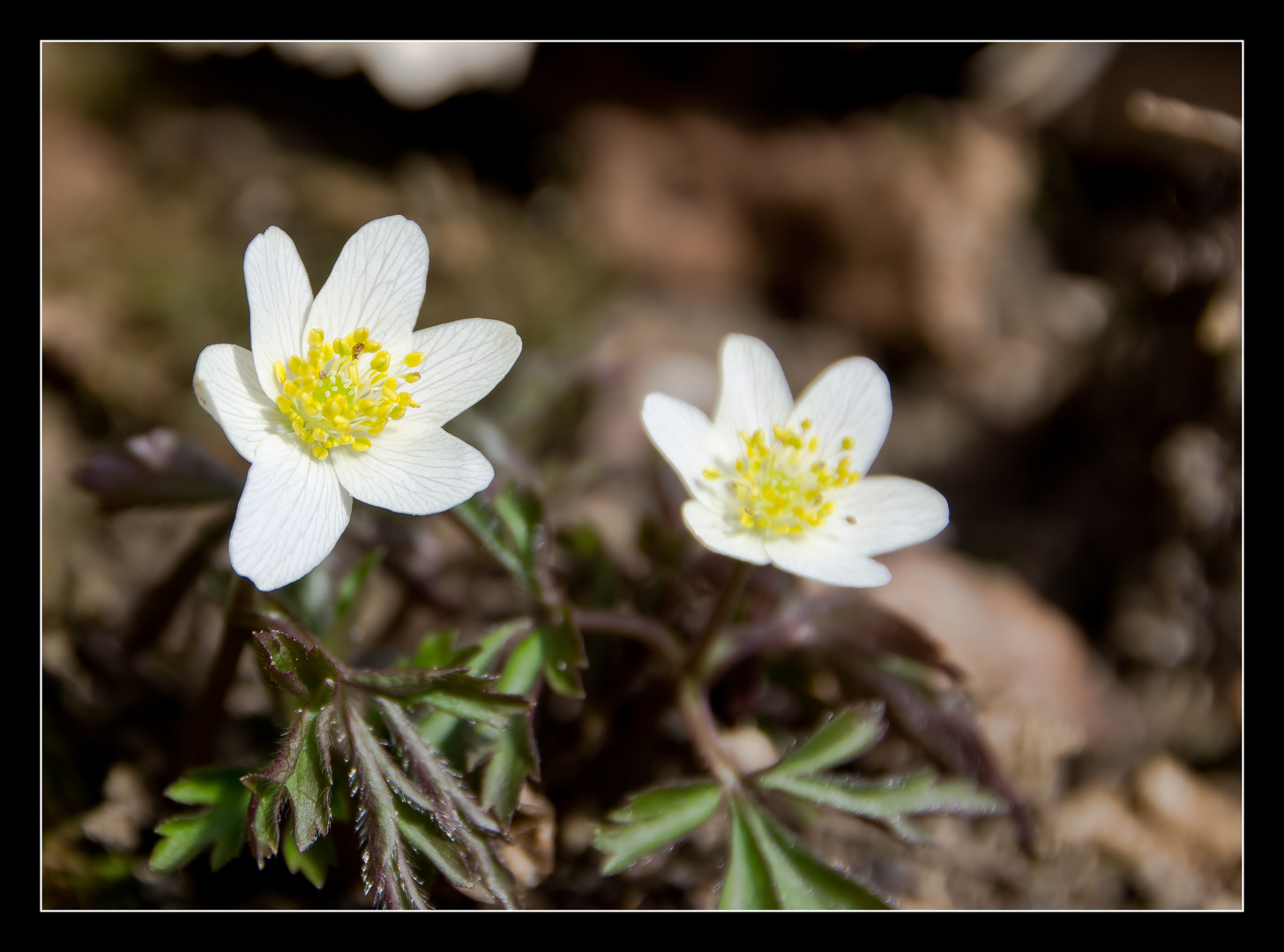 ....wo bleibt eigentlich der Frühling?