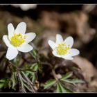 ....wo bleibt eigentlich der Frühling?