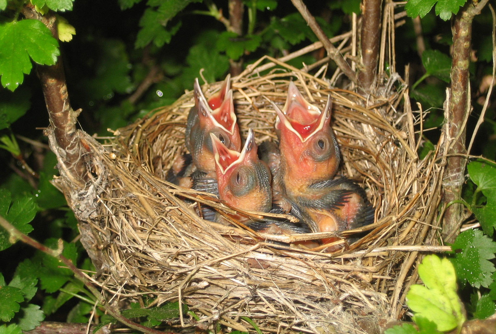 Wo bleibt Mama ? geändert