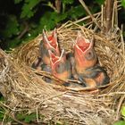 Wo bleibt Mama ? geändert