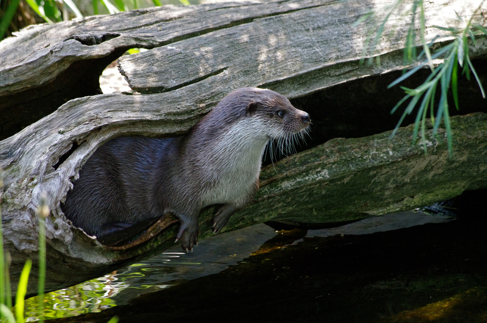 Wo bleibt mein Futter ? - Zoo Köln