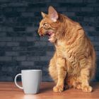 Wo bleibt mein KAFFEE ????