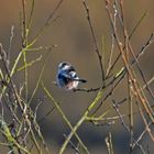 Wo bleibt nur der Frühling mit seinen Knospen??