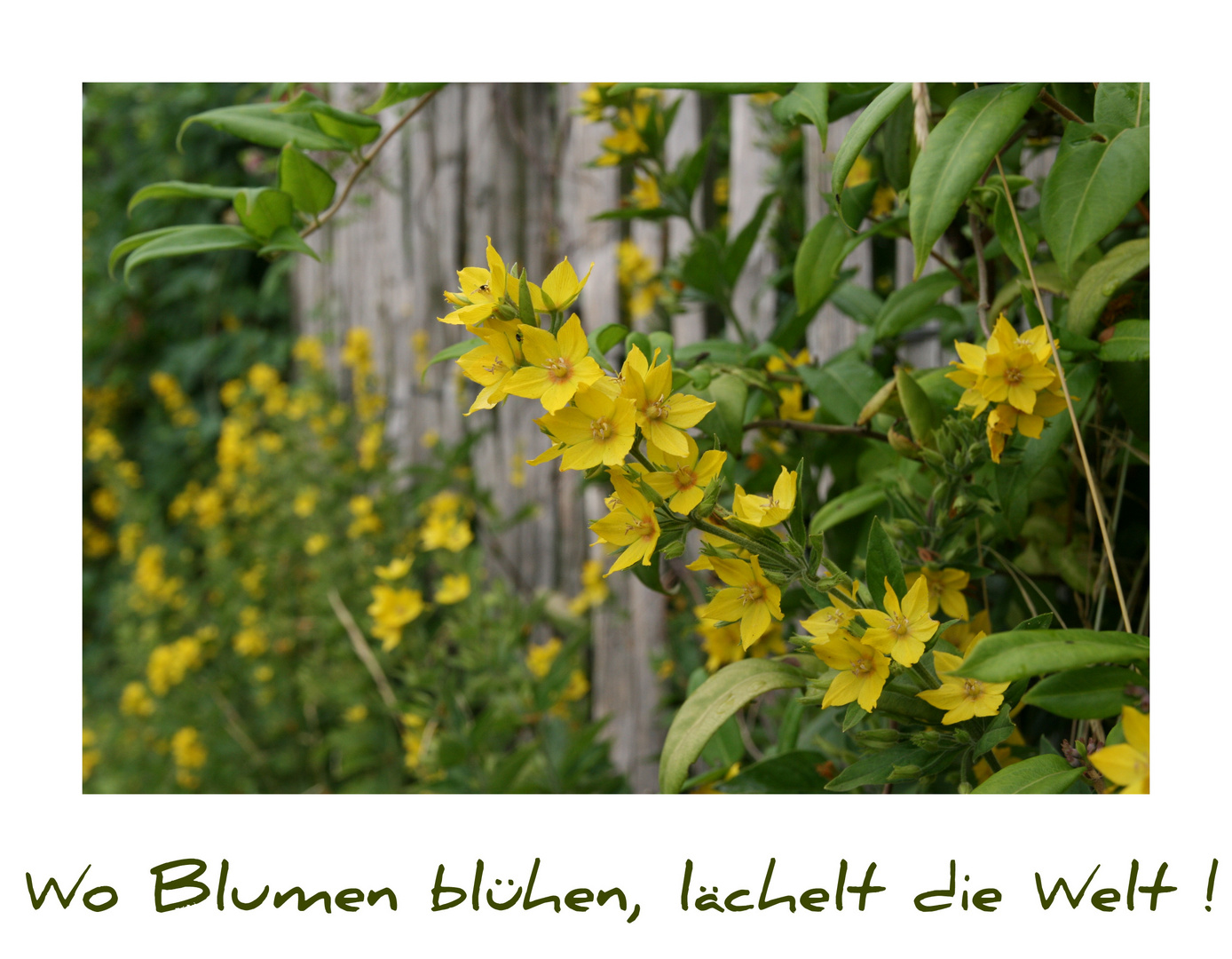 Wo Blumen blühen ...