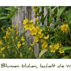 Wo Blumen blühen ...