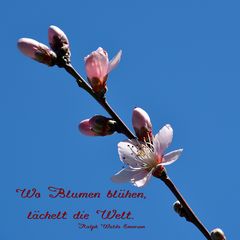 Wo Blumen blühen ...