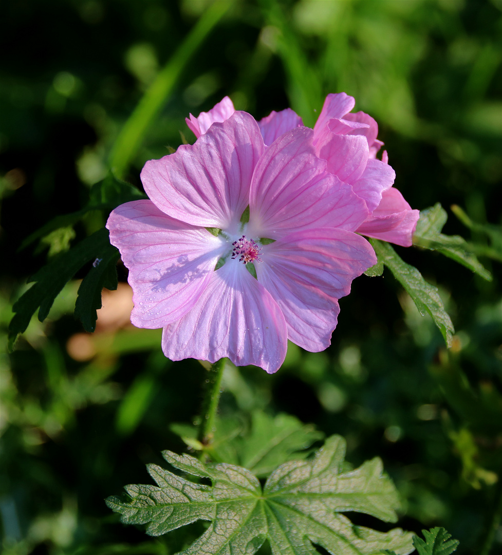 Wo Blumen blühen lächelt die Welt