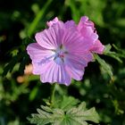 Wo Blumen blühen lächelt die Welt