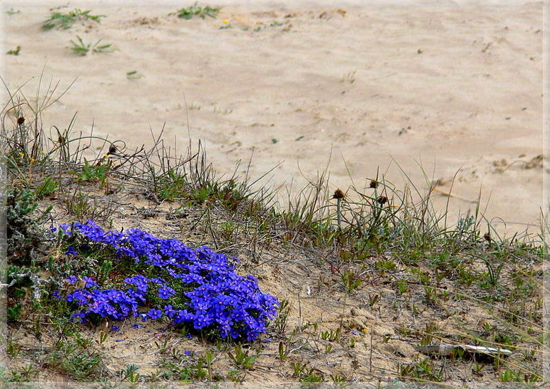 Wo Blumen blühen, lächelt die Welt