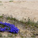 Wo Blumen blühen, lächelt die Welt