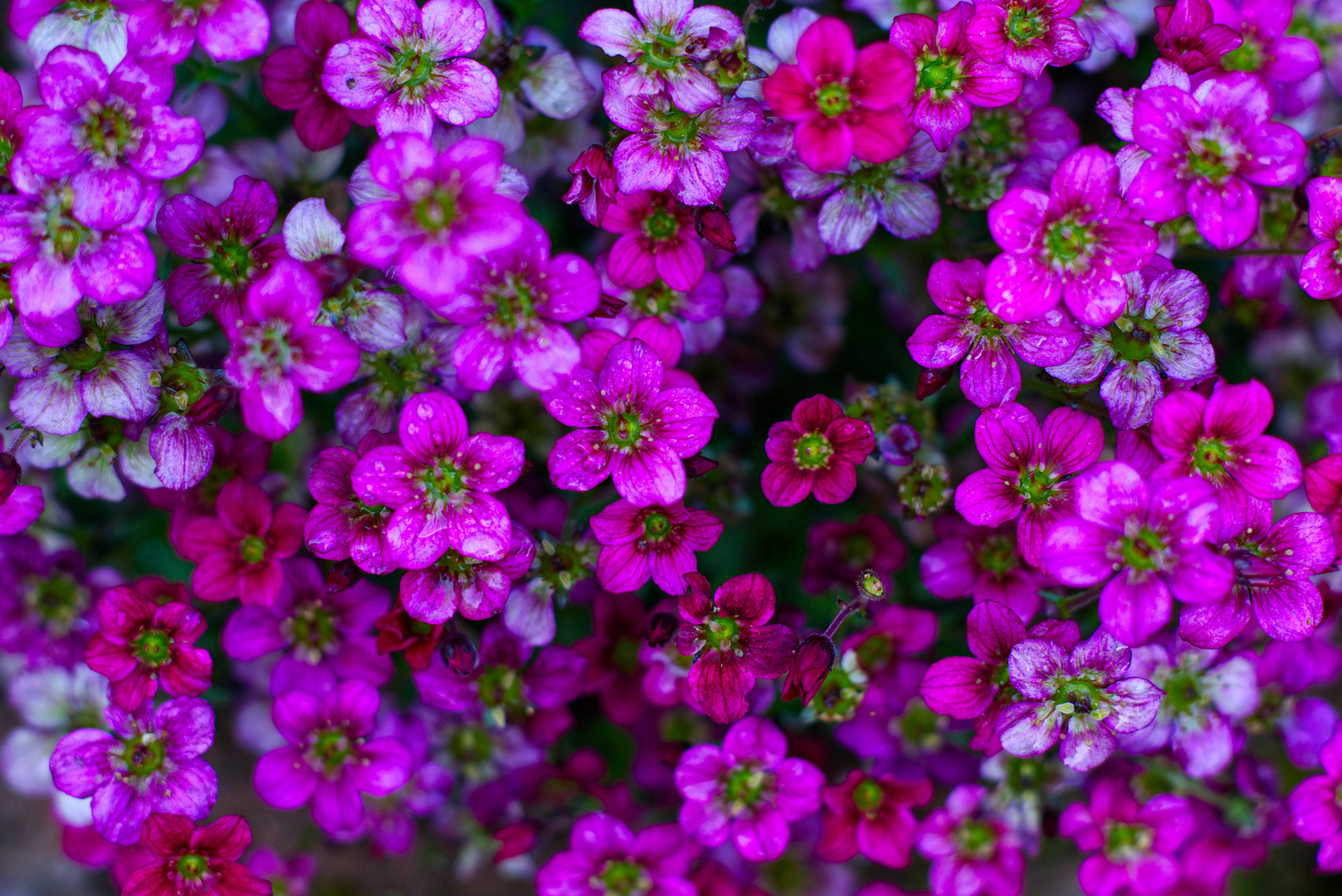 Wo Blumen blühen, lächelt die Welt.