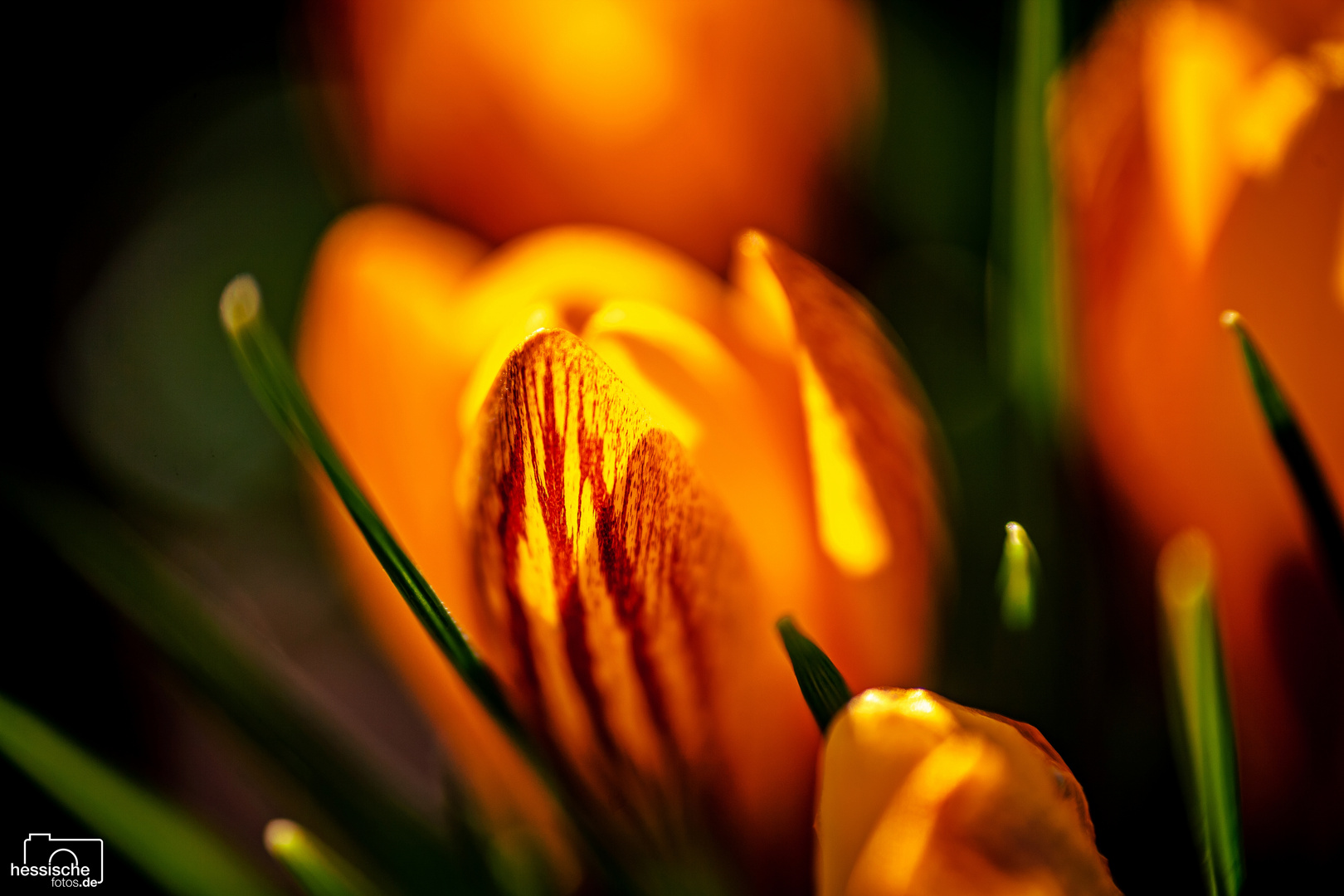 Wo Blumen blühen, lächelt die Welt